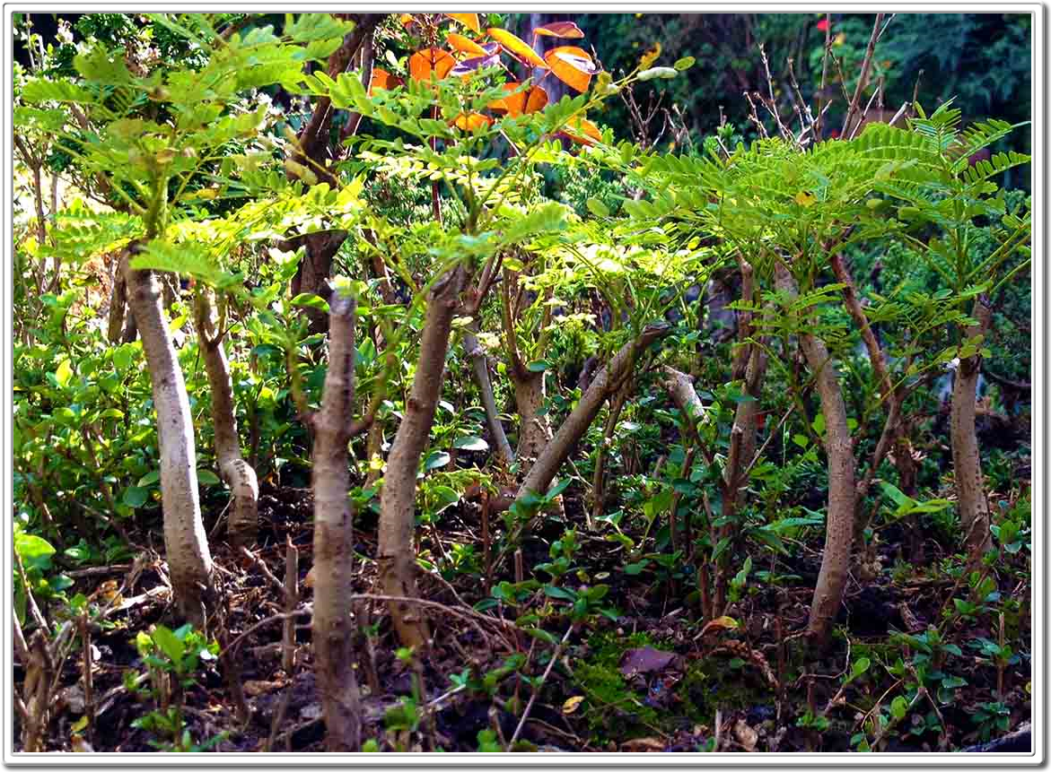 Miniature Bonsai Forest