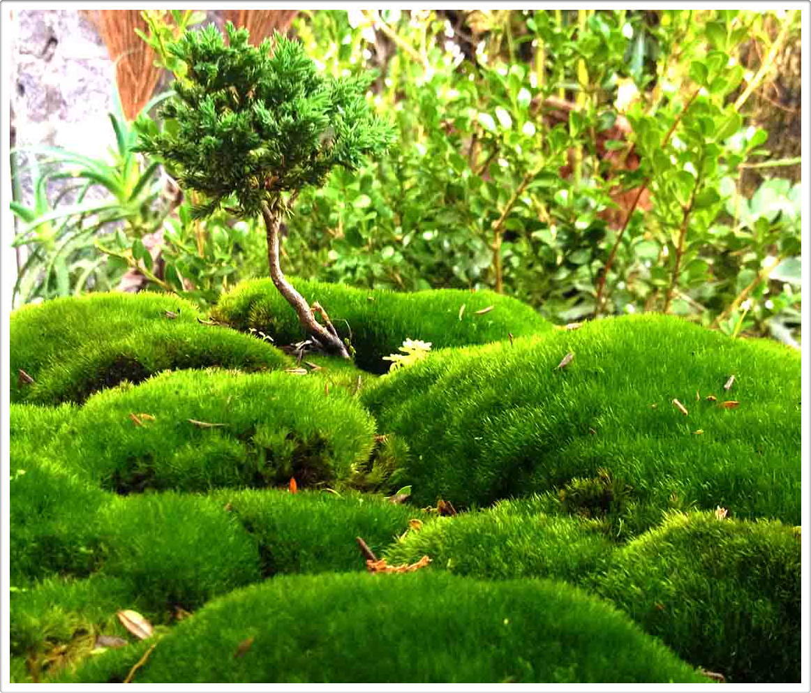 Mini Trees by Austin Texas Landscaping